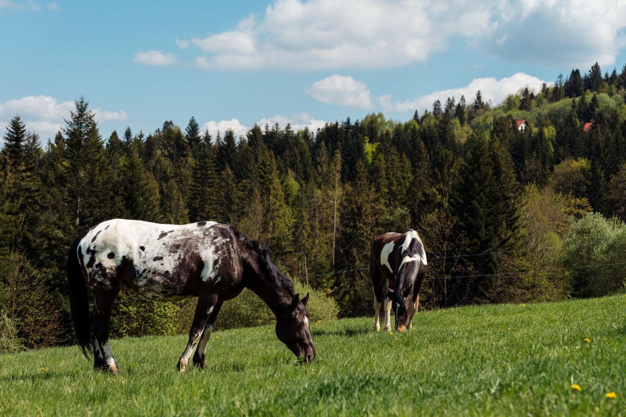 Swierkowe Chatki W Koniakowie Exteriér fotografie